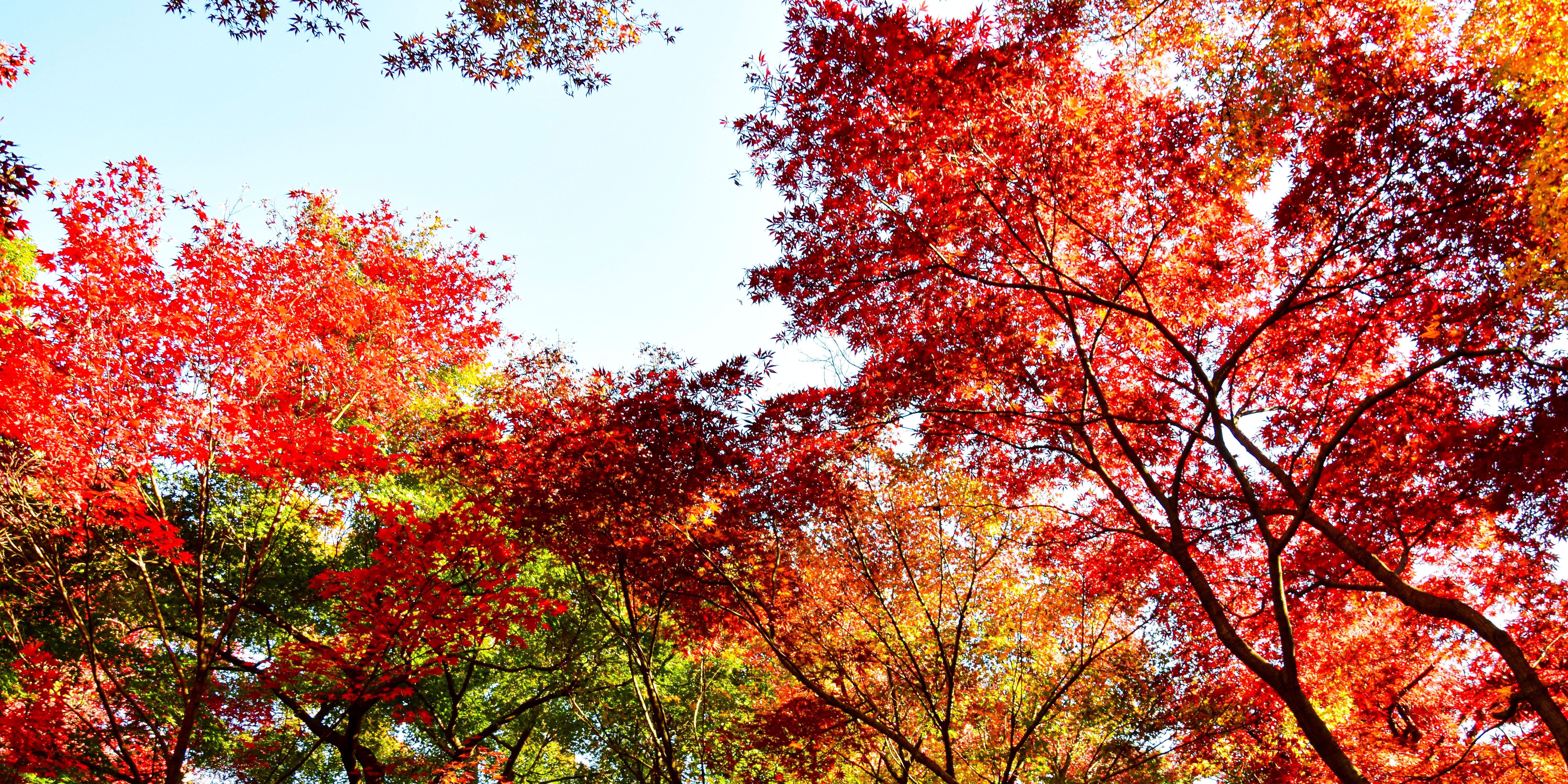 Autumn foliage koyo red maple leaves Japan spectacular viewing spots